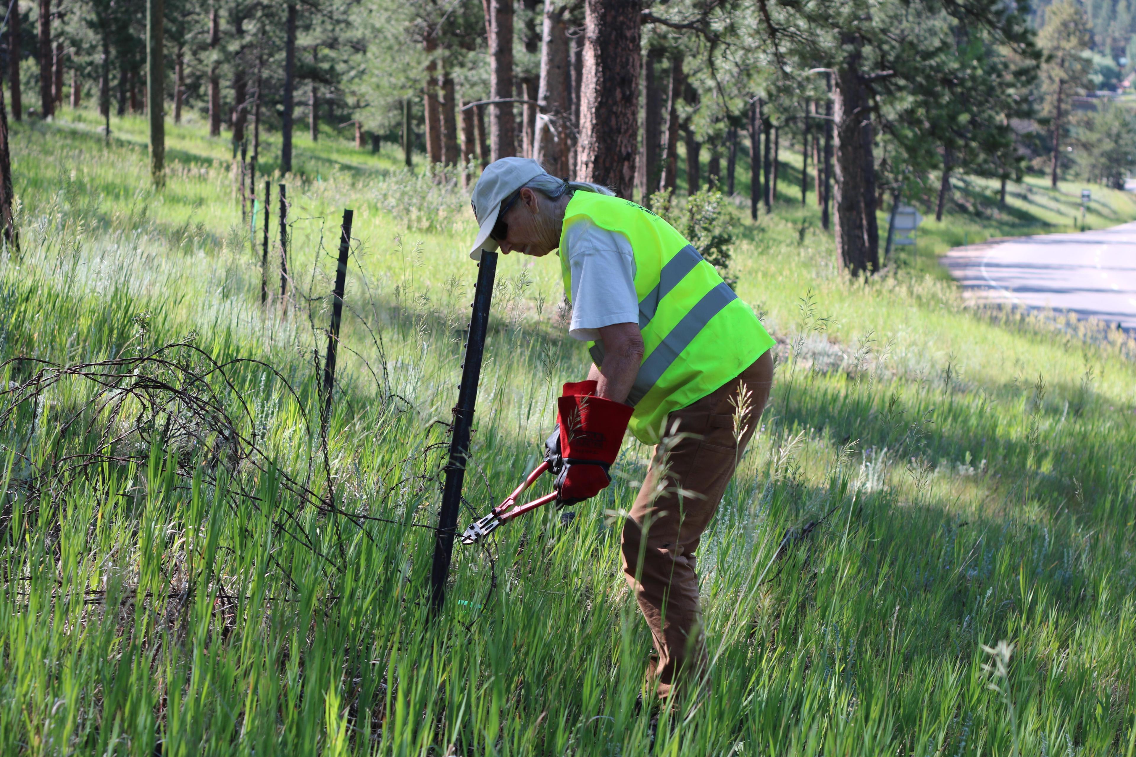A woman in a bright yellow vests uses clippers to cut a barbed wire fence.