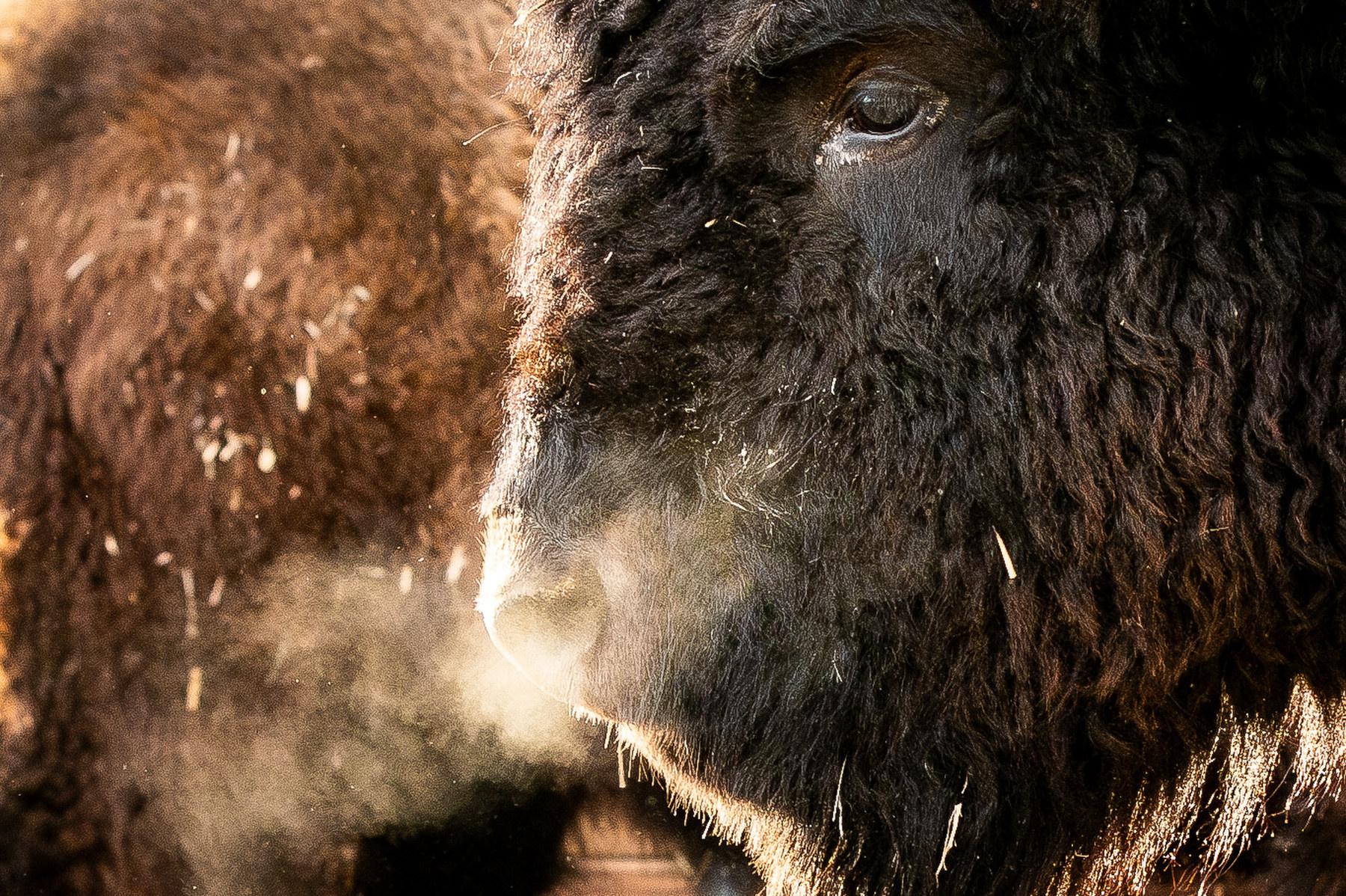 Buffalo await auction at the National Western Stock Show