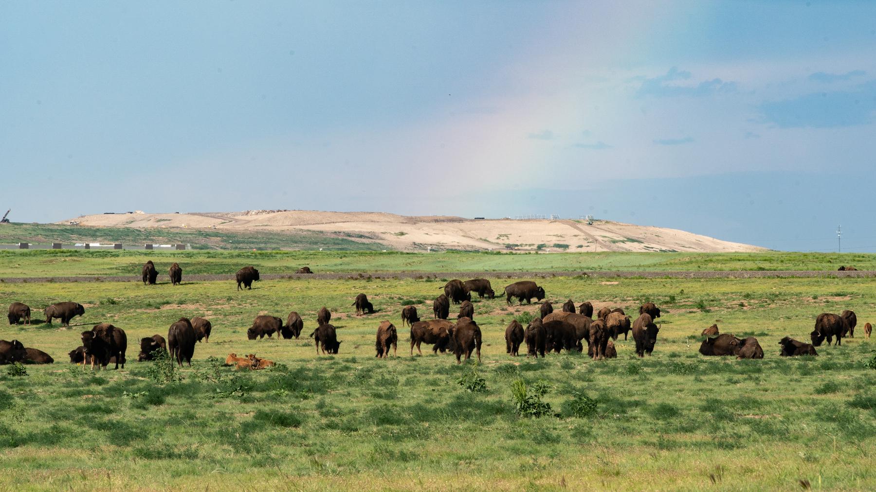 Buffalo graze at the Rocky Mountain Arsenal National Wildlife Refuge