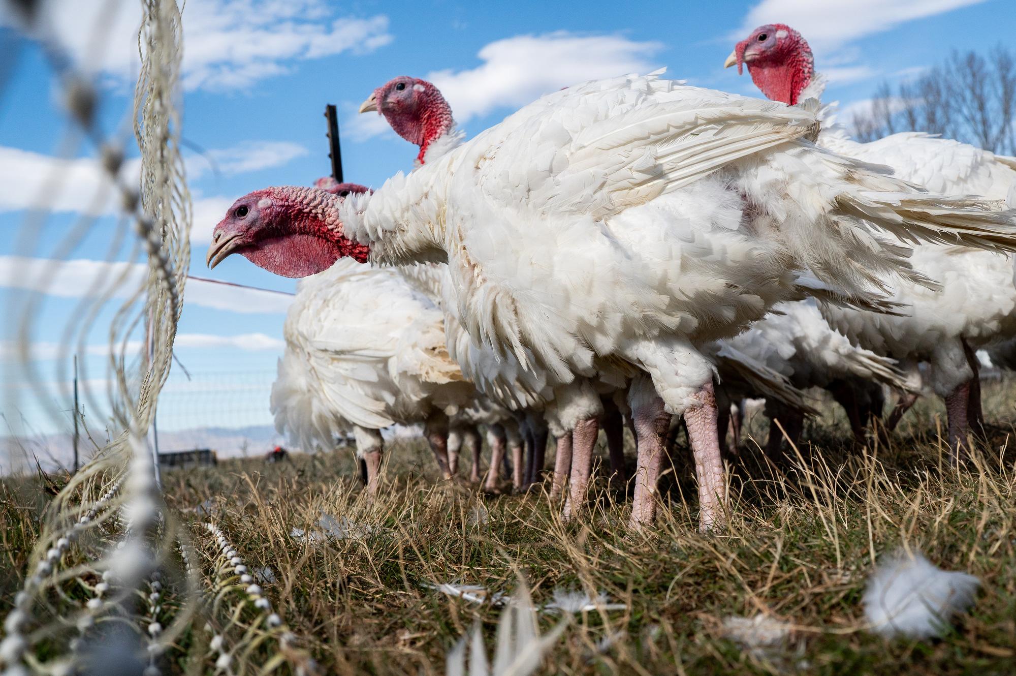 Turkeys ponder the fence at Jodar Farms in Fort Collins