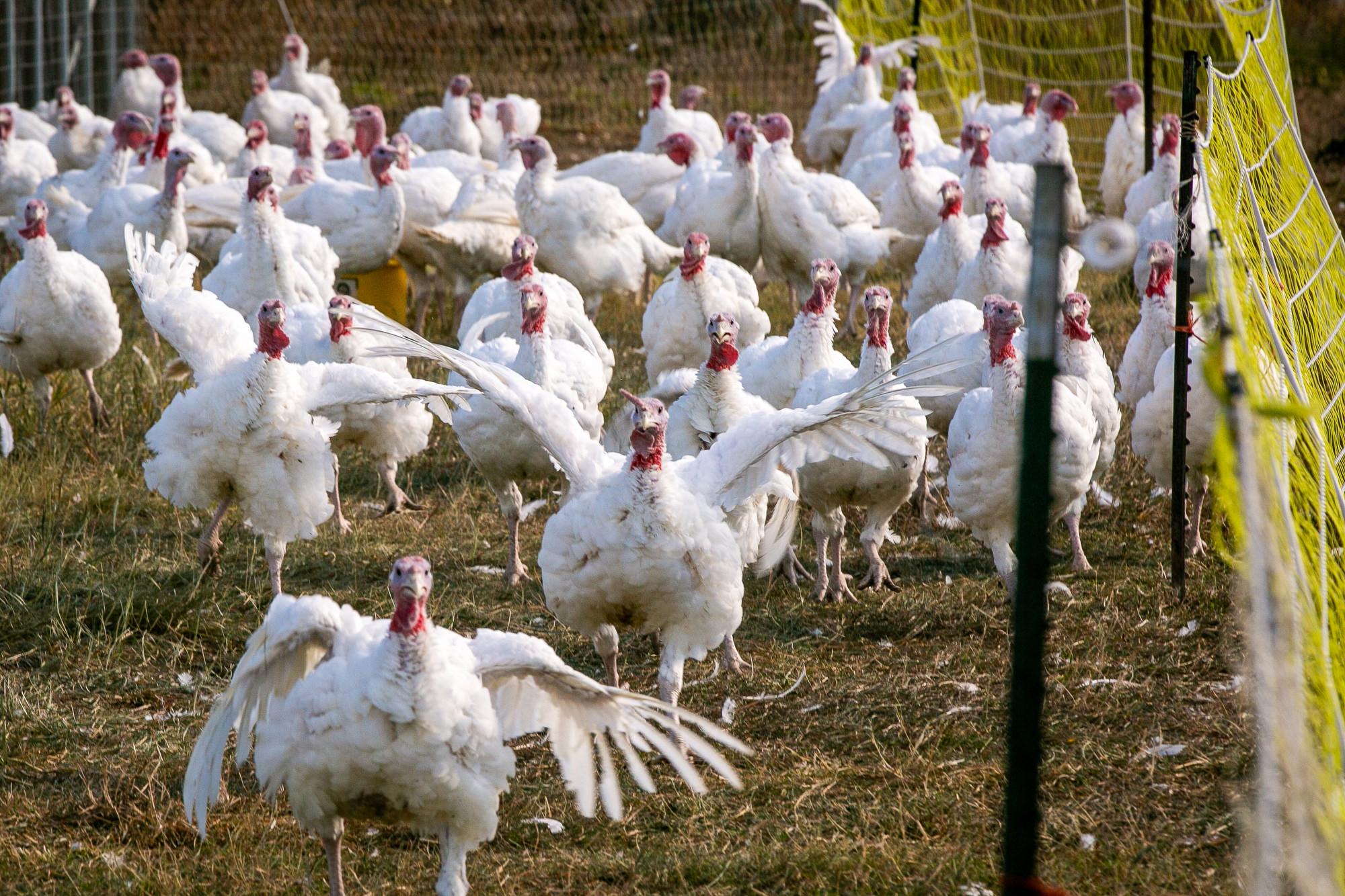 Turkeys just a few weeks shy of Thanksgiving