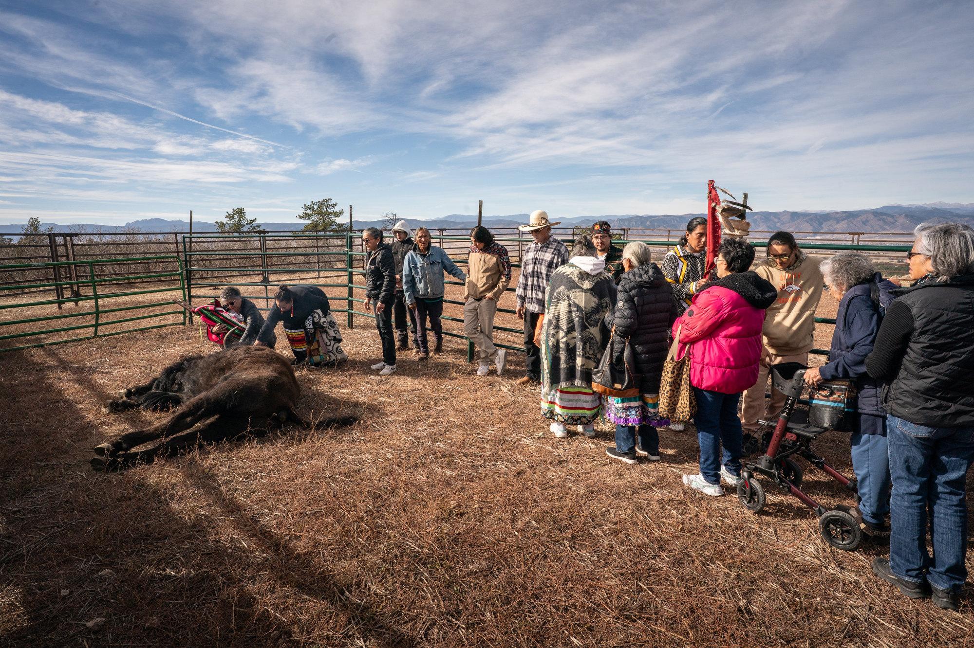 TALLBULL-BUFFALO-CEREMONY