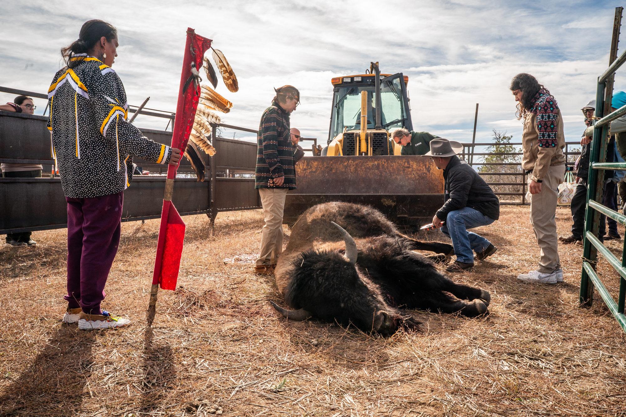 TALLBULL-BUFFALO-CEREMONY