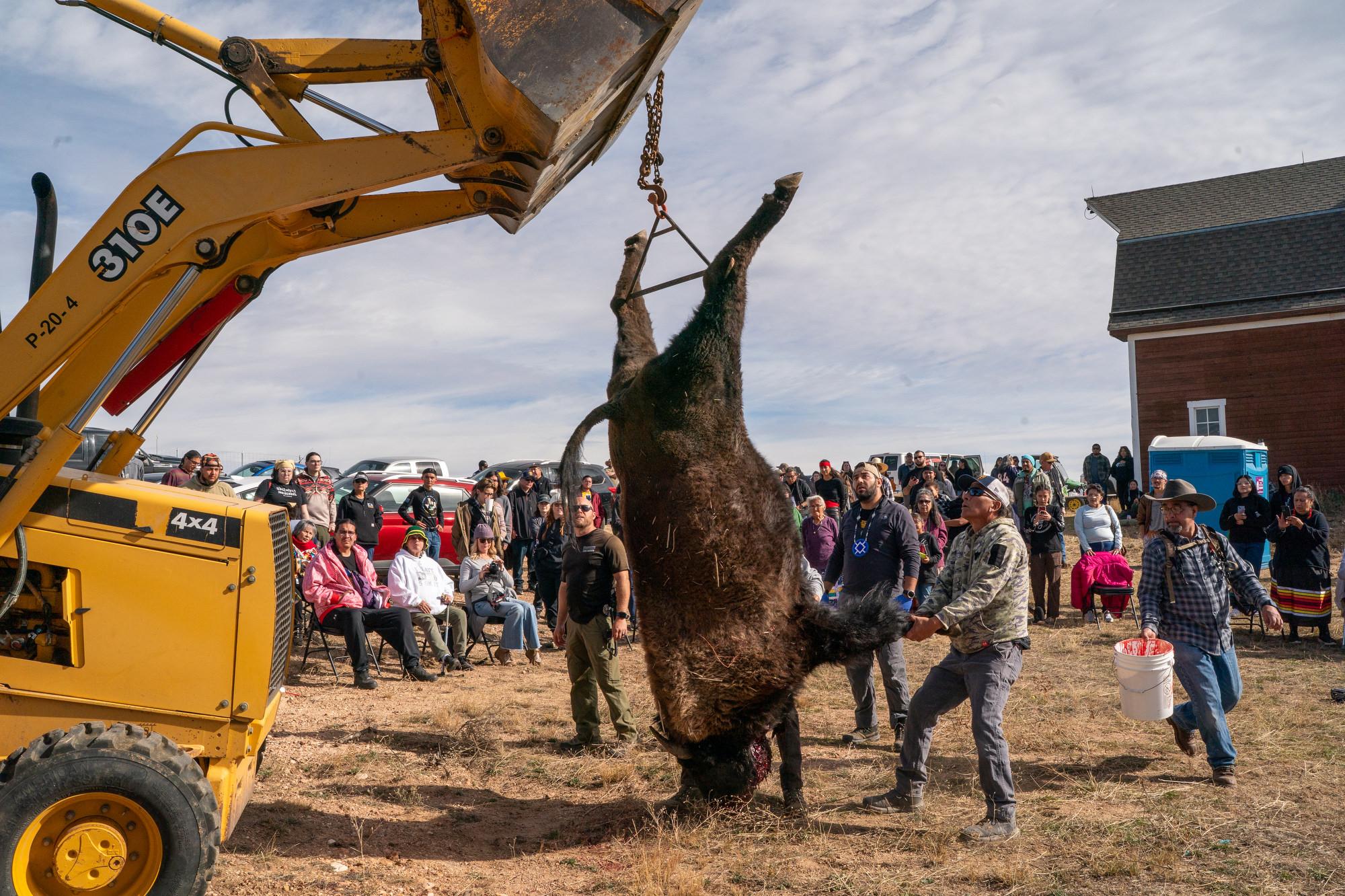 TALLBULL-BUFFALO-CEREMONY