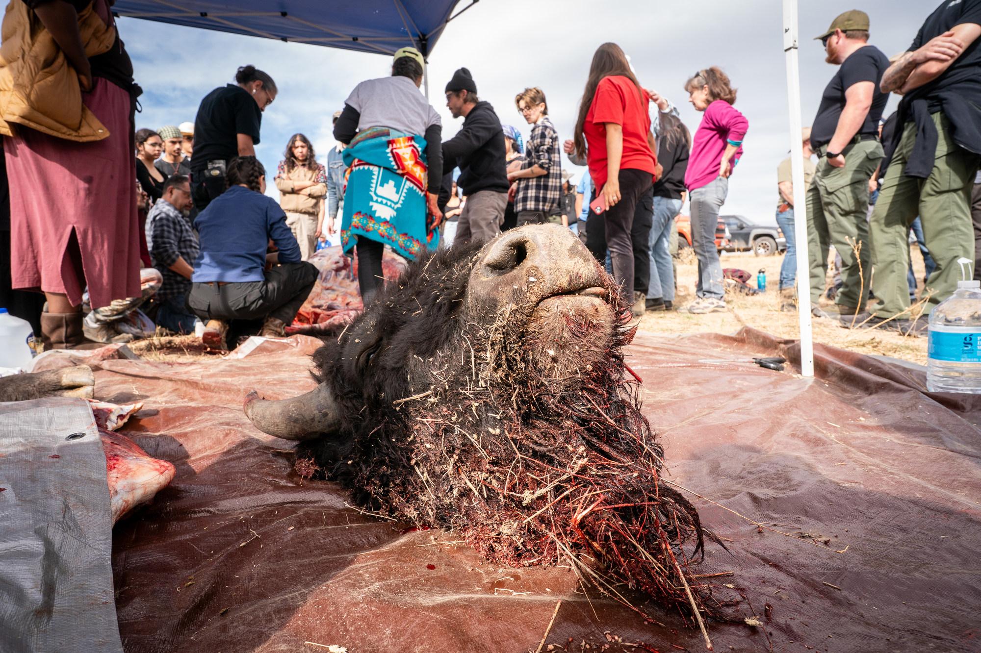 TALLBULL-BUFFALO-CEREMONY