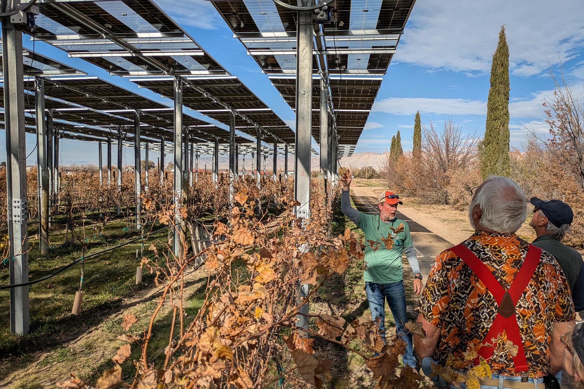 Colorado State University viticulturist Horst Caspari is wearing a green Colorado State University shirt and an orange baseball cap while pointing to a galvanized steel beam that supports an installation of solar panels over dormant grape vines.