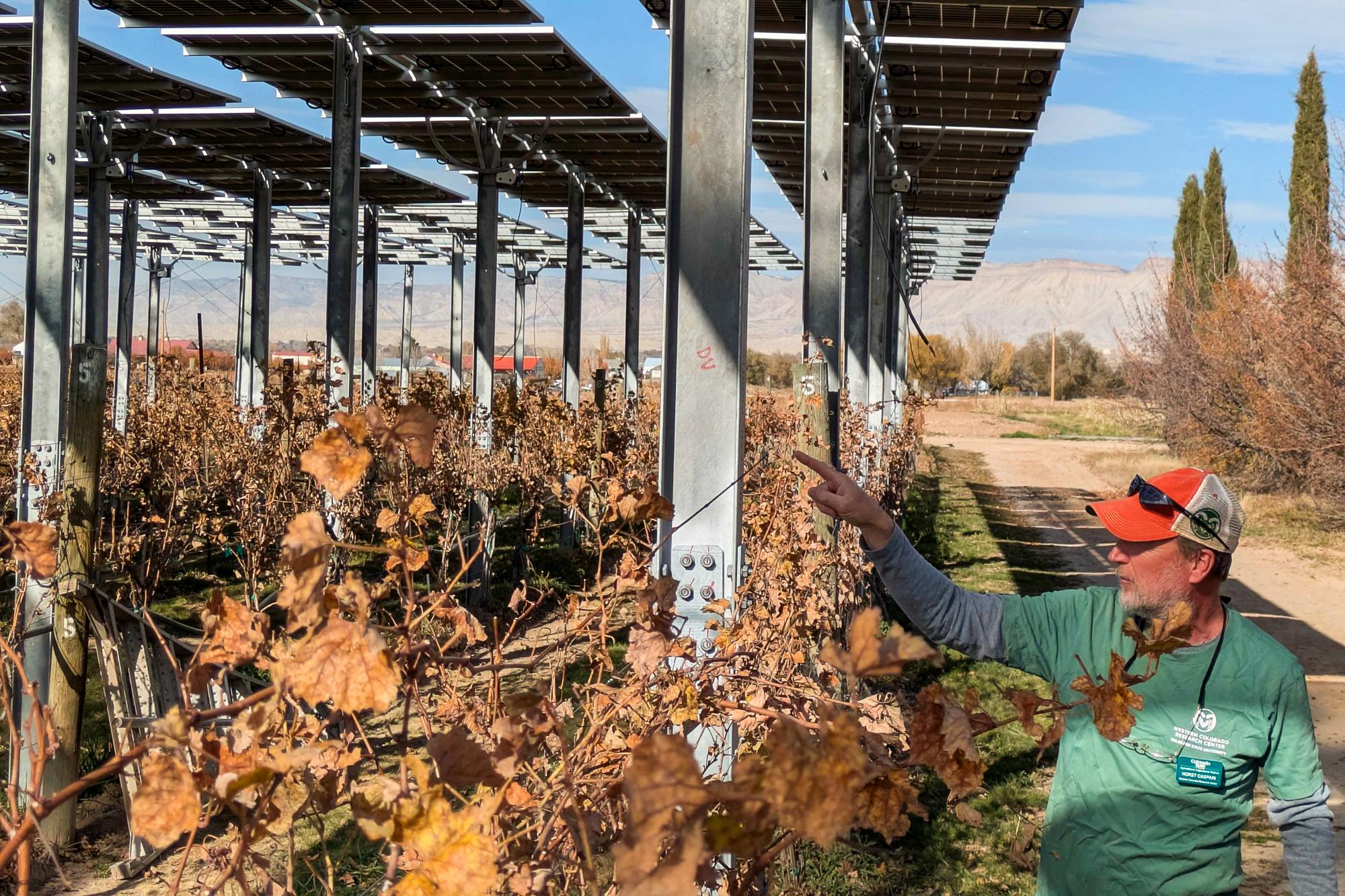 Colorado State University viticulturist Horst Caspari is wearing a green Colorado State University shirt and an orange baseball cap while pointing to a galvanized steel beam that supports an installation of solar panels over dormant grape vines.