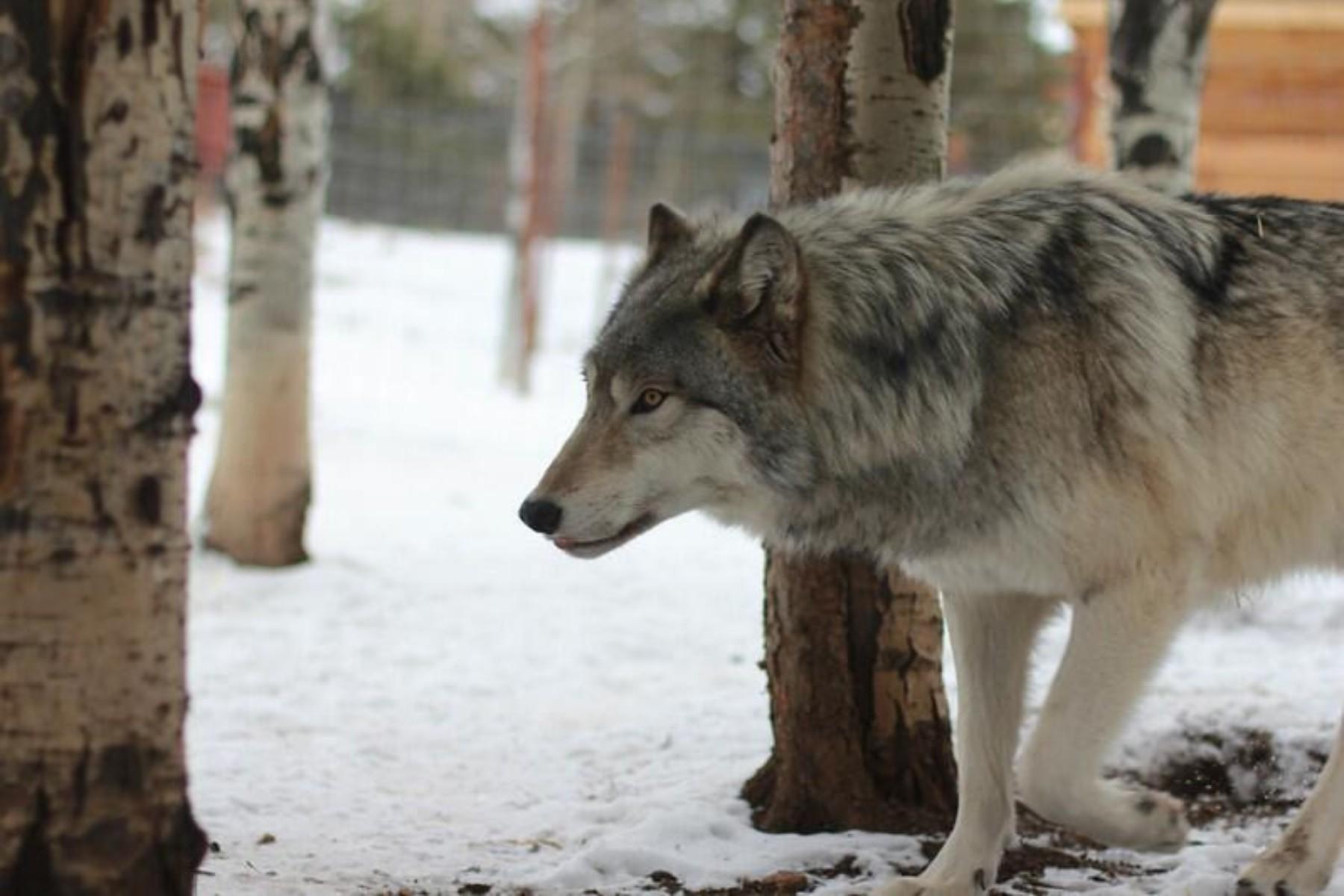 a gray wolf walking into the frame snow and trees