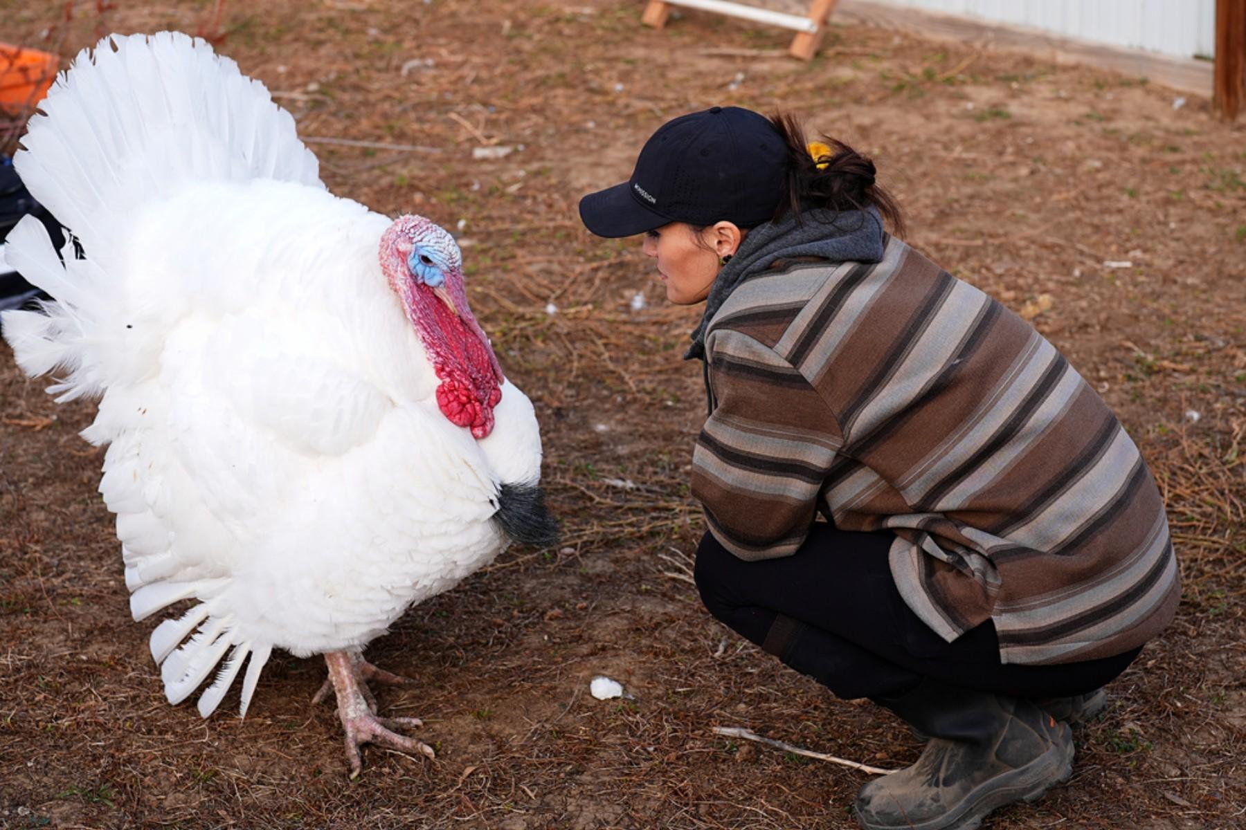 A person kneels in front of a white turkey