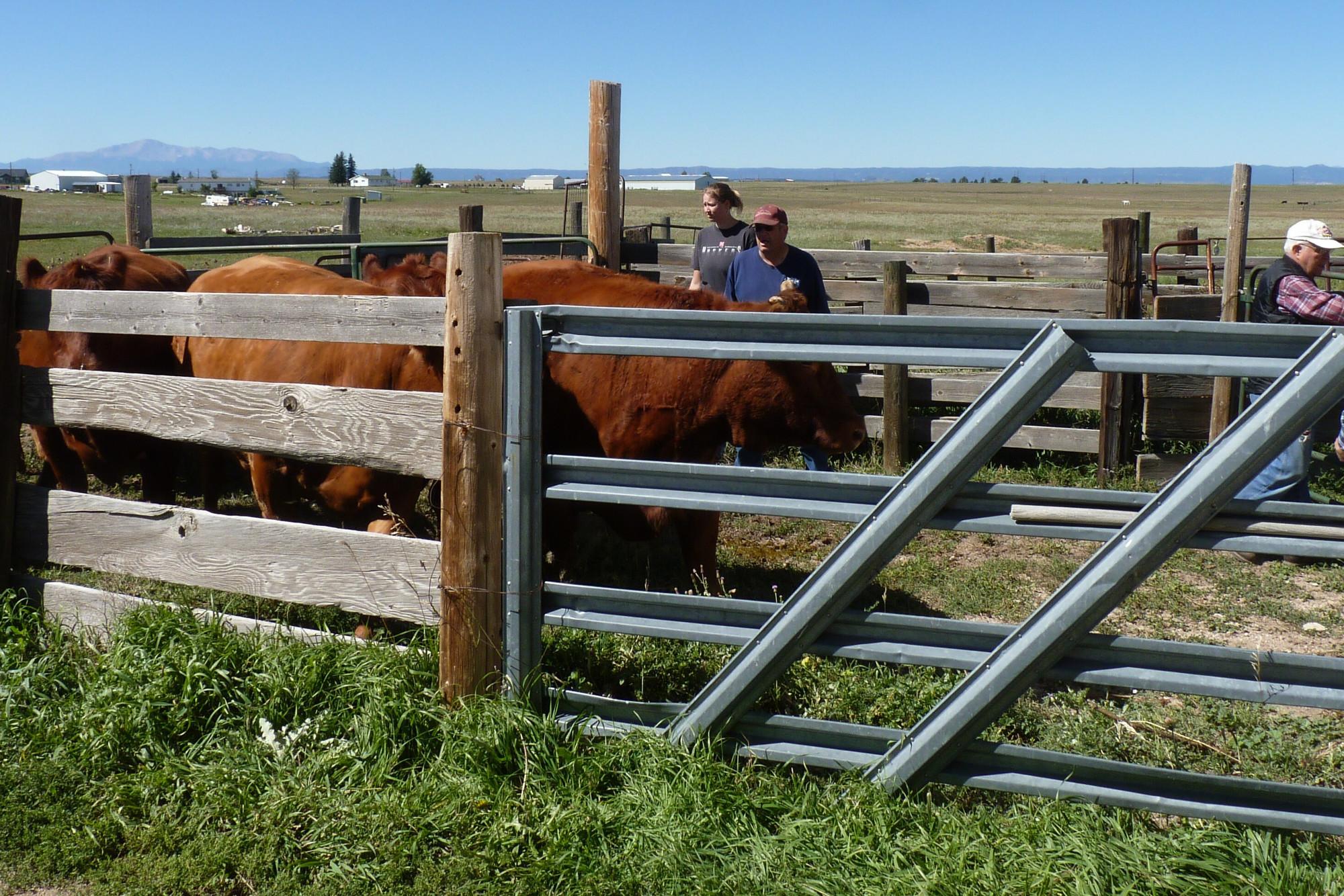 Three people work on a farm with reddish brown cows.