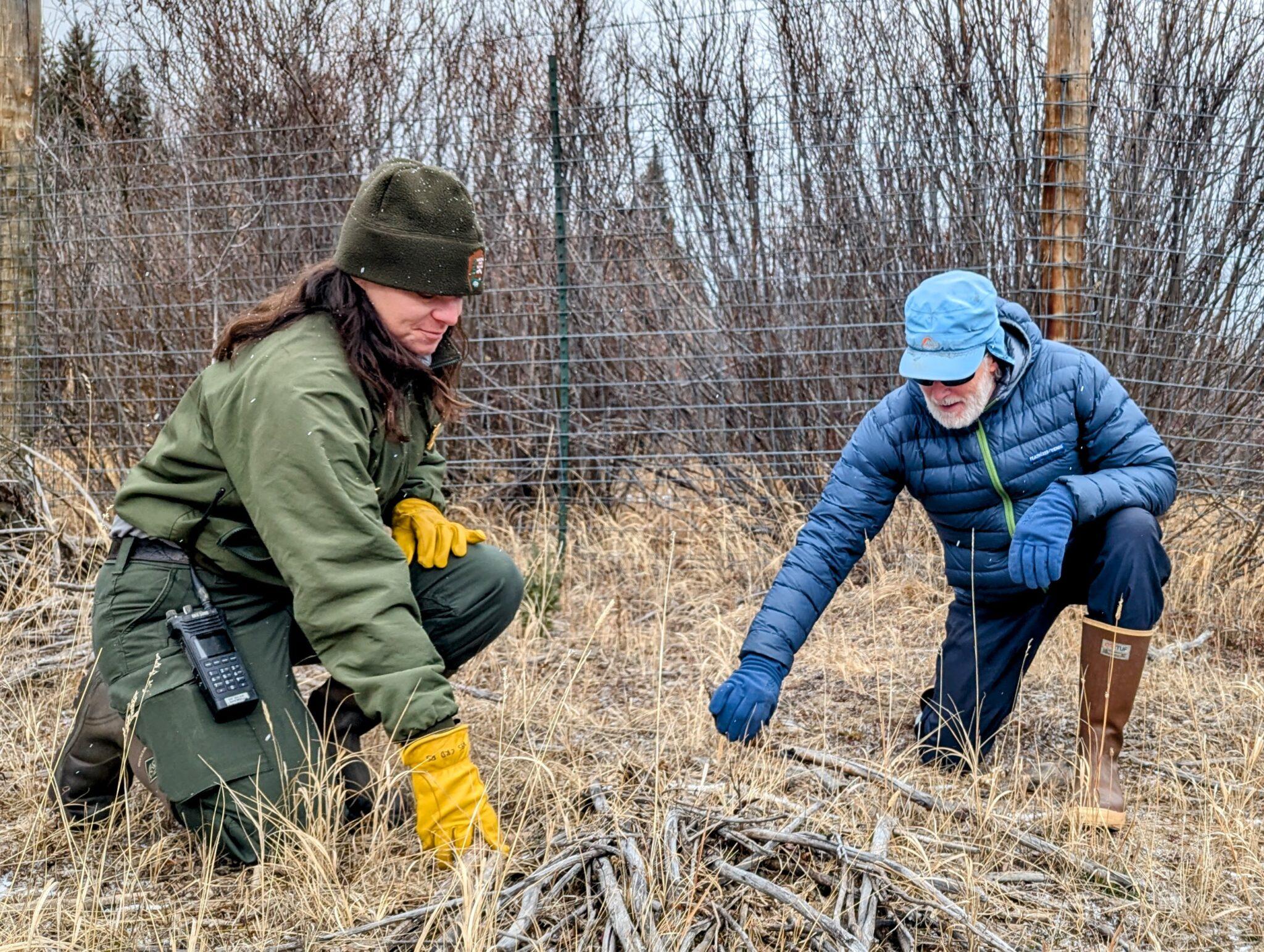 Scientists examine a dead willow plant in Rocky Mountain National Park.