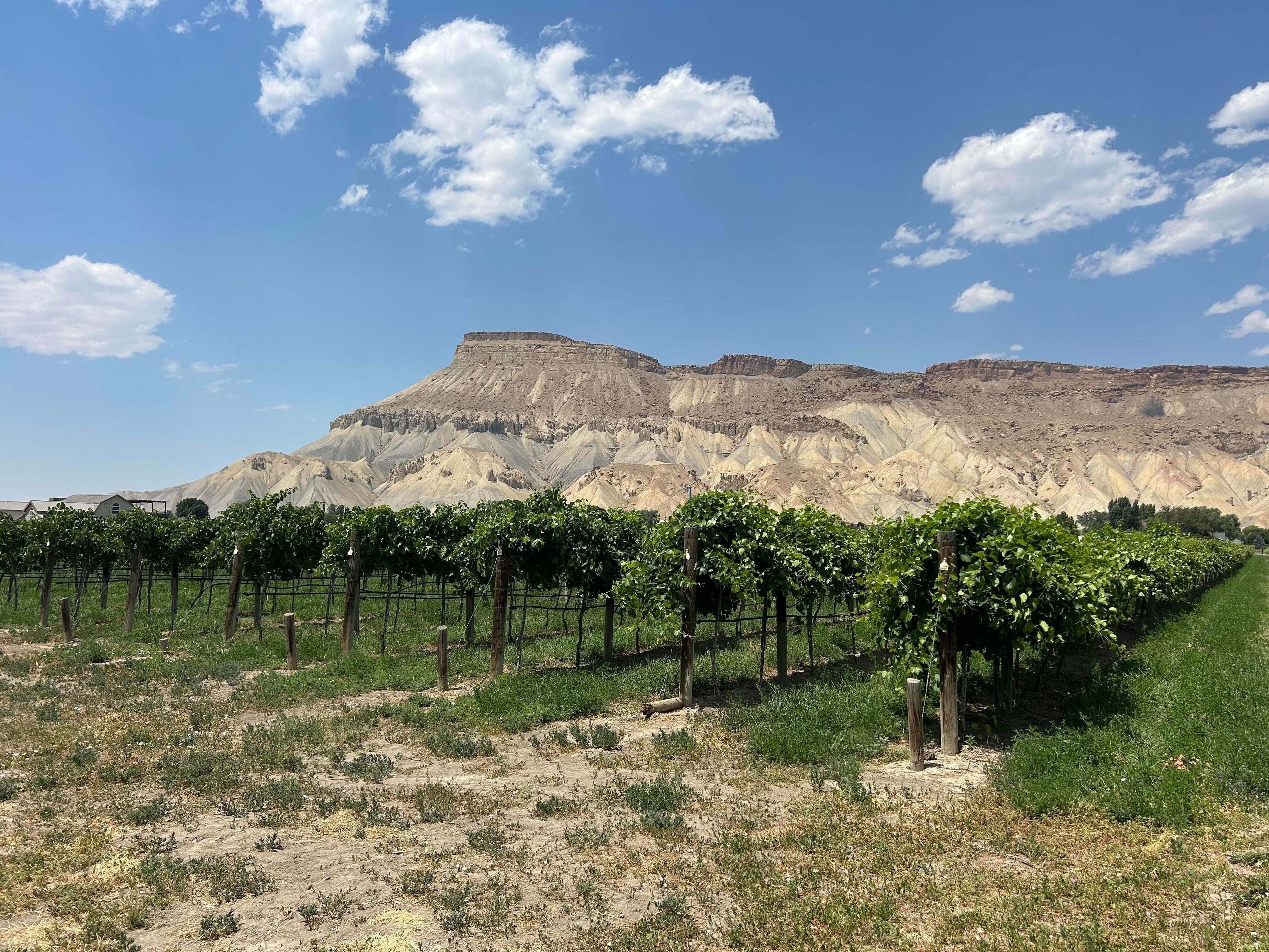 A vineyard is pictured in front of a desert landscape on a sunny summer day.