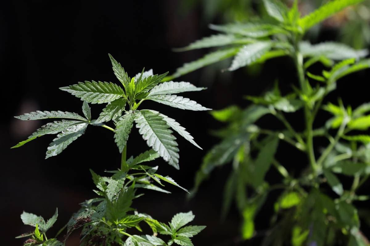 marijuana plants