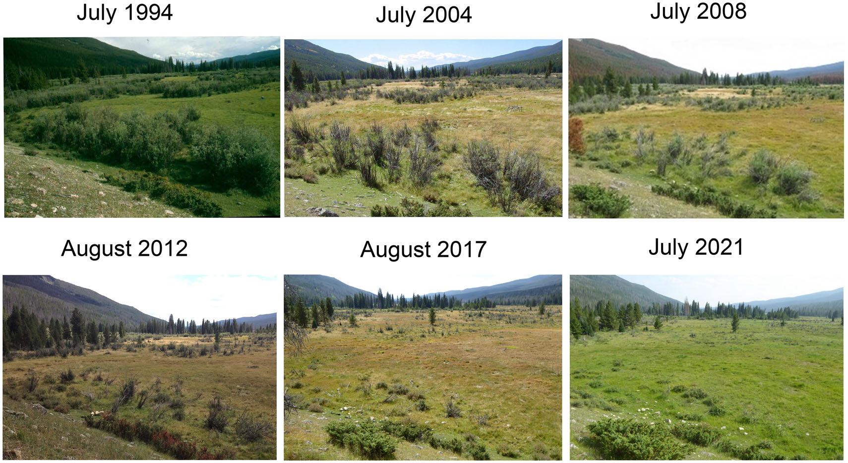 A photo series showing willow collapse between 1994 and 2021