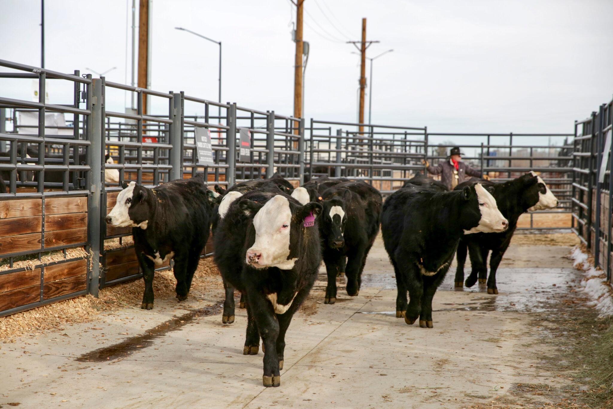 A small crowd of black cows with white faces struts through a lane of metal fences. A man in a cowboy hat stands in the distance.