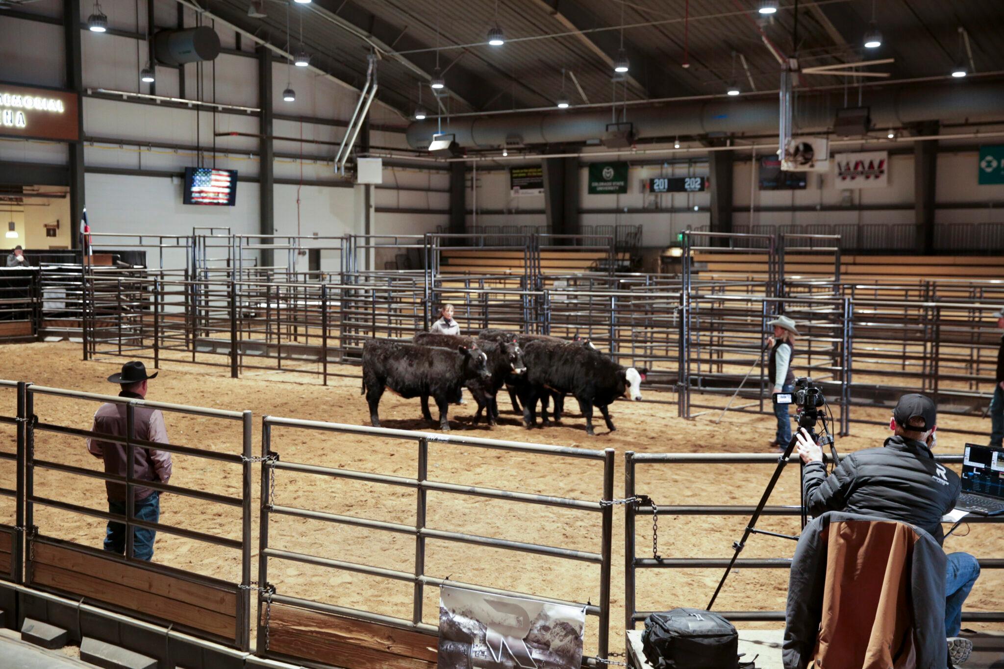 A view inside a large metal warehouse with sand floors. It's filled with metal fencing, and a handful of black cows stand inside one pen. People wear cowboy hats around them.