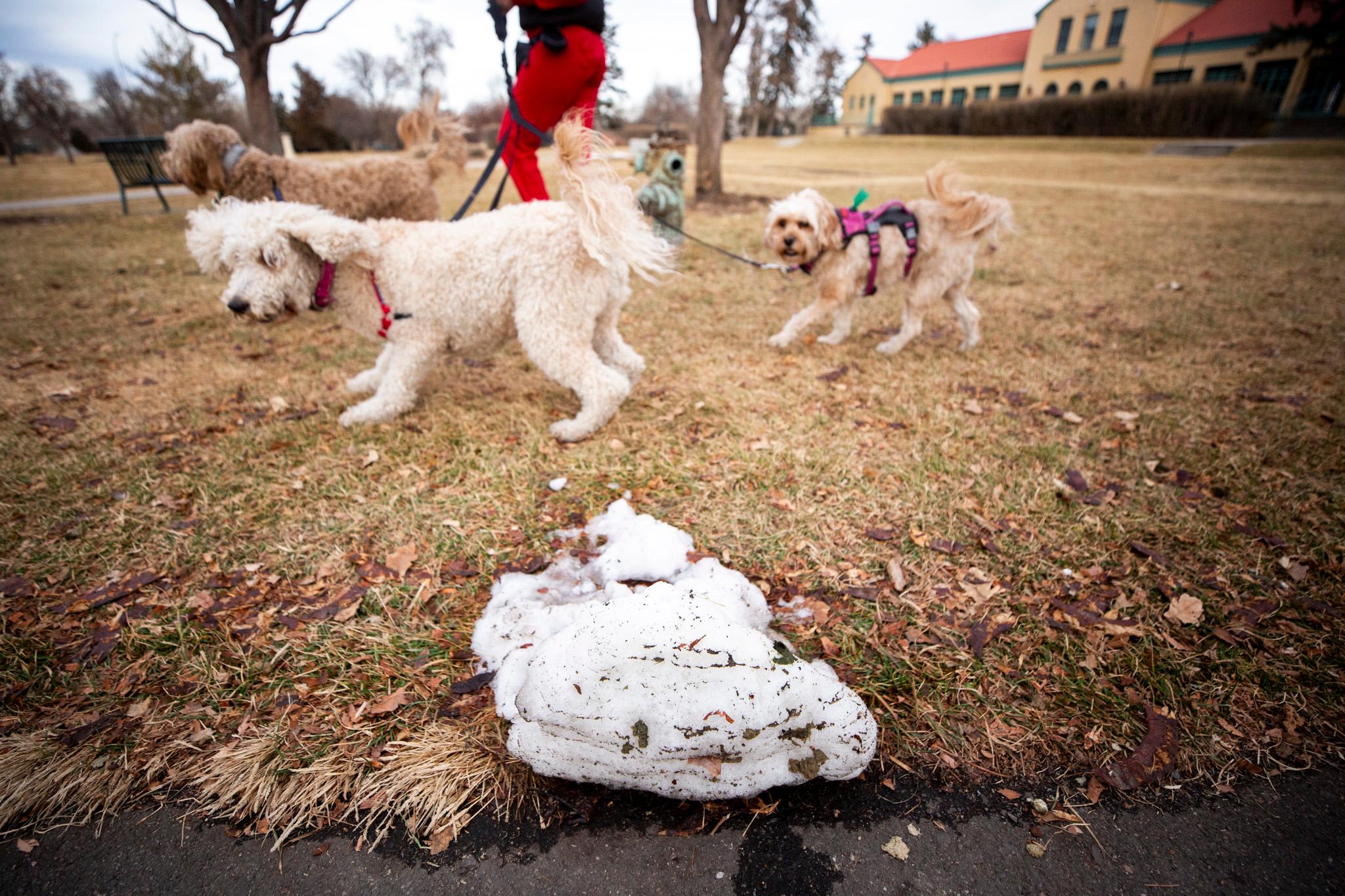 A small patch of snow is in focus in the foreground. Behind it, a pair of legs (cut off by the frame) walks three floofy dogs on yellowed grass.