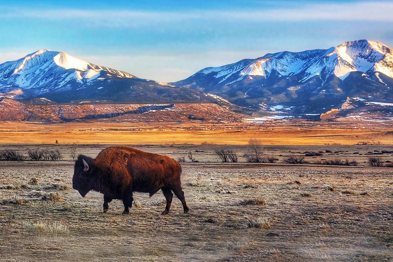 brown bison walks in an open area with snowy mountains in the background