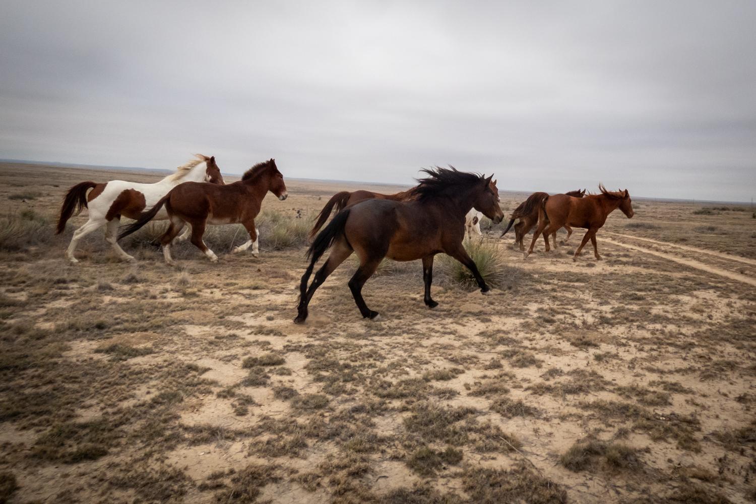 horses of different colors run through an open area