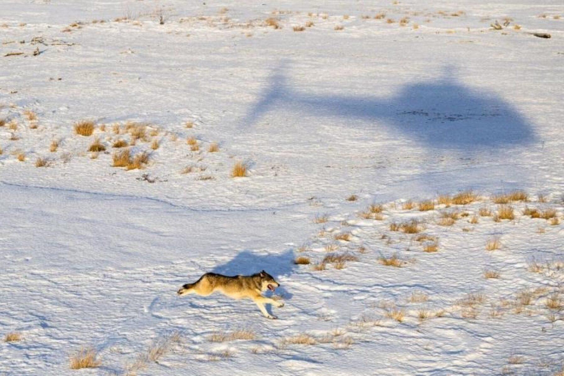 a wolf running in the snow