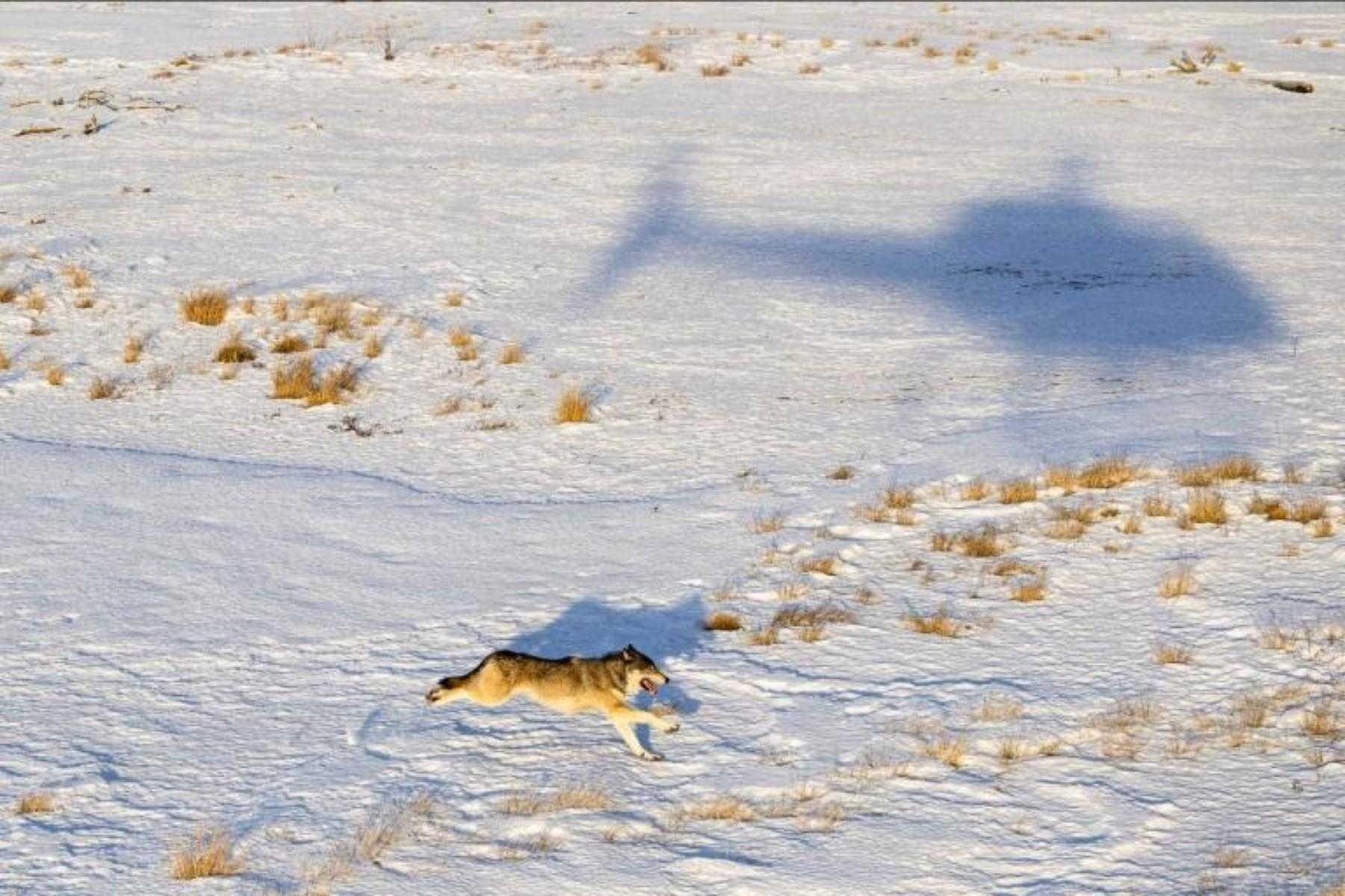 a wolf running in the snow