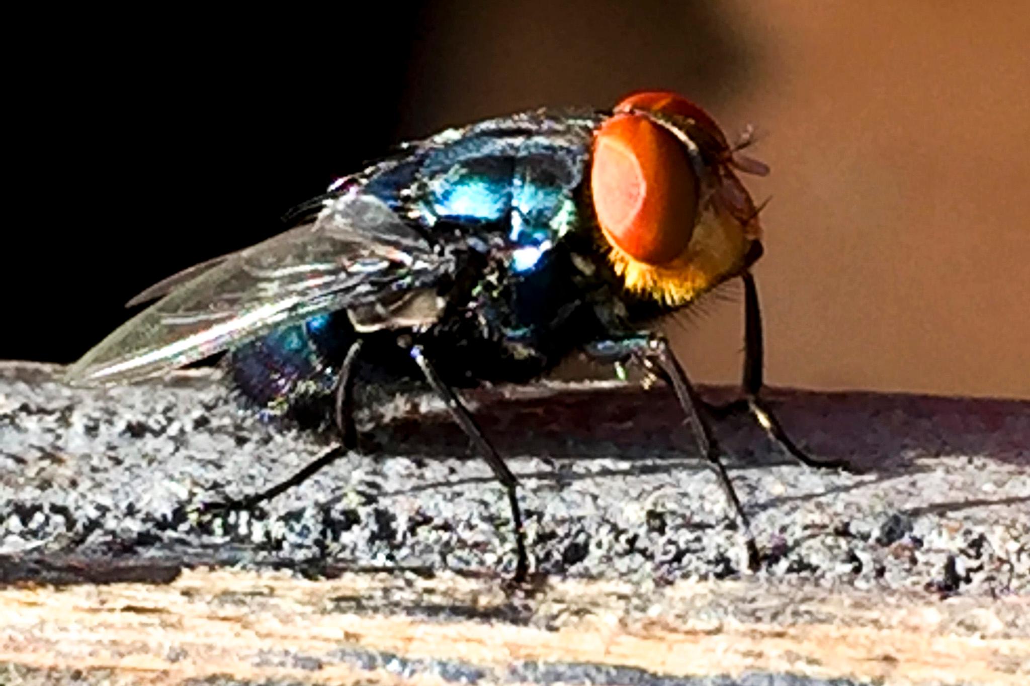 A terrifying close-up of a fly, with giant red eyes and an iridescent blue body.