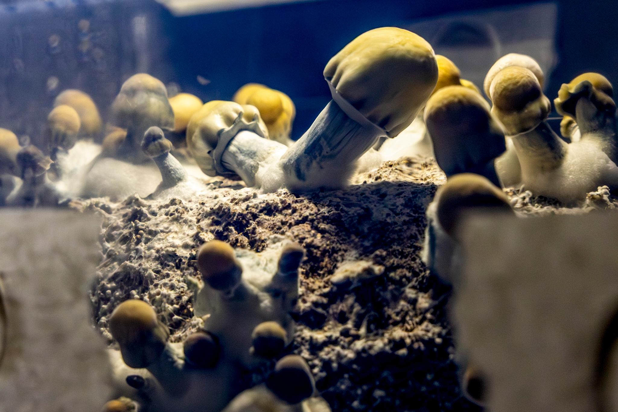 Yellow-capped mushrooms grow out of a heap of brown material, dramatically lit from above.