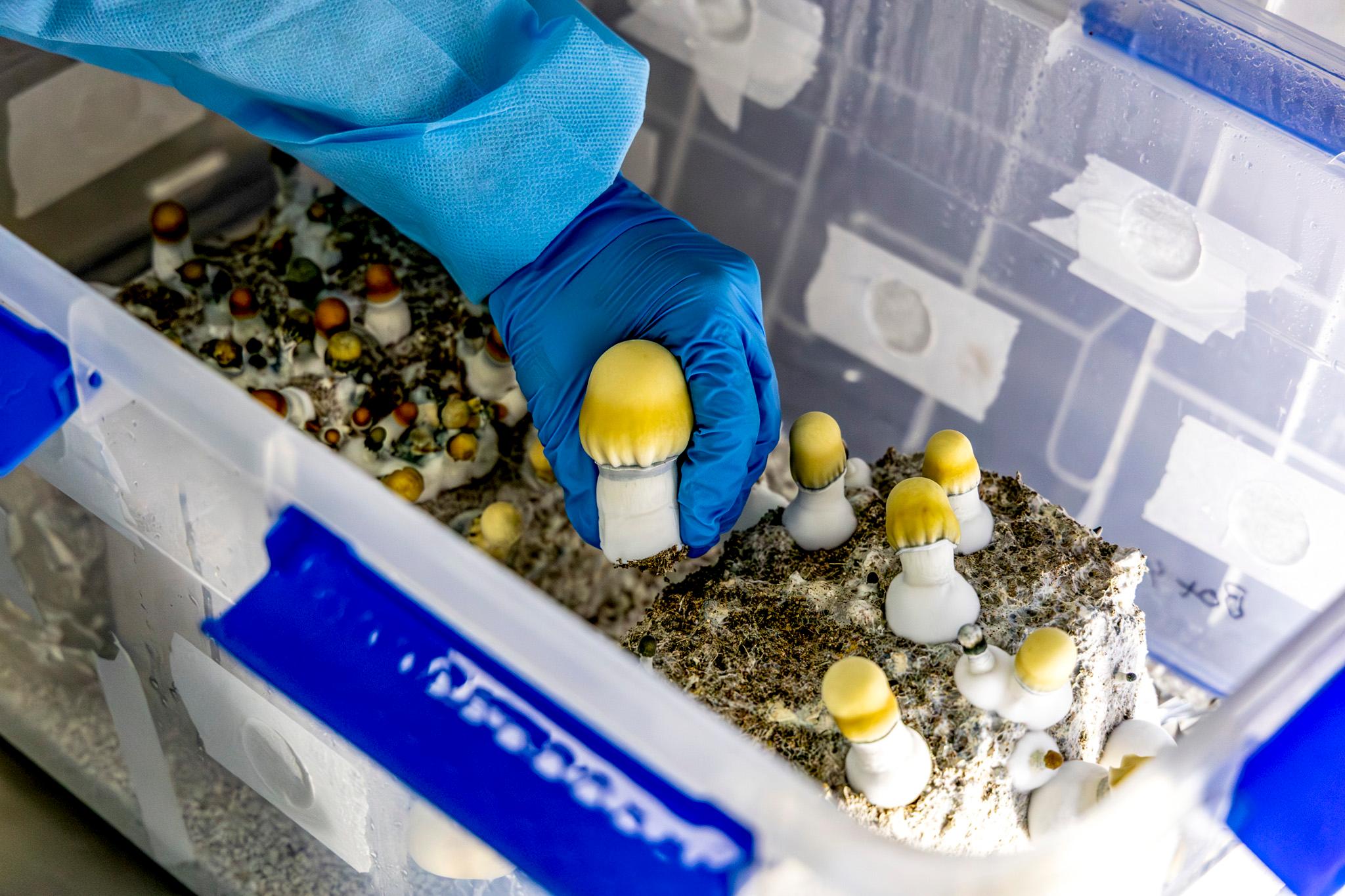A plastic bucket contains a heap of brown material with lots of yellow-capped mushrooms growing out of it. A blue-gloved hand plucks one out.