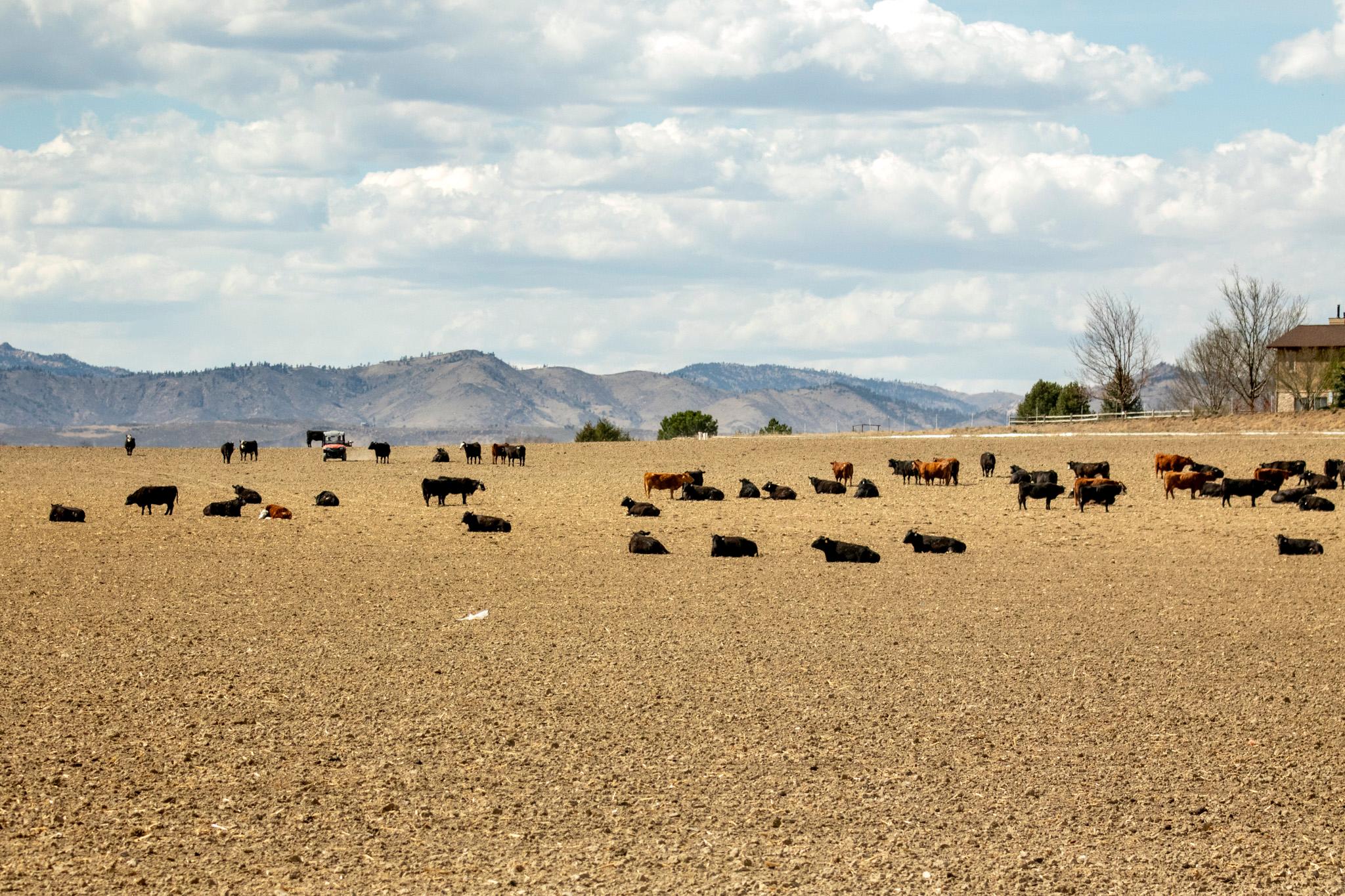 Cows hang out in Larimer County. March 30, 2026.