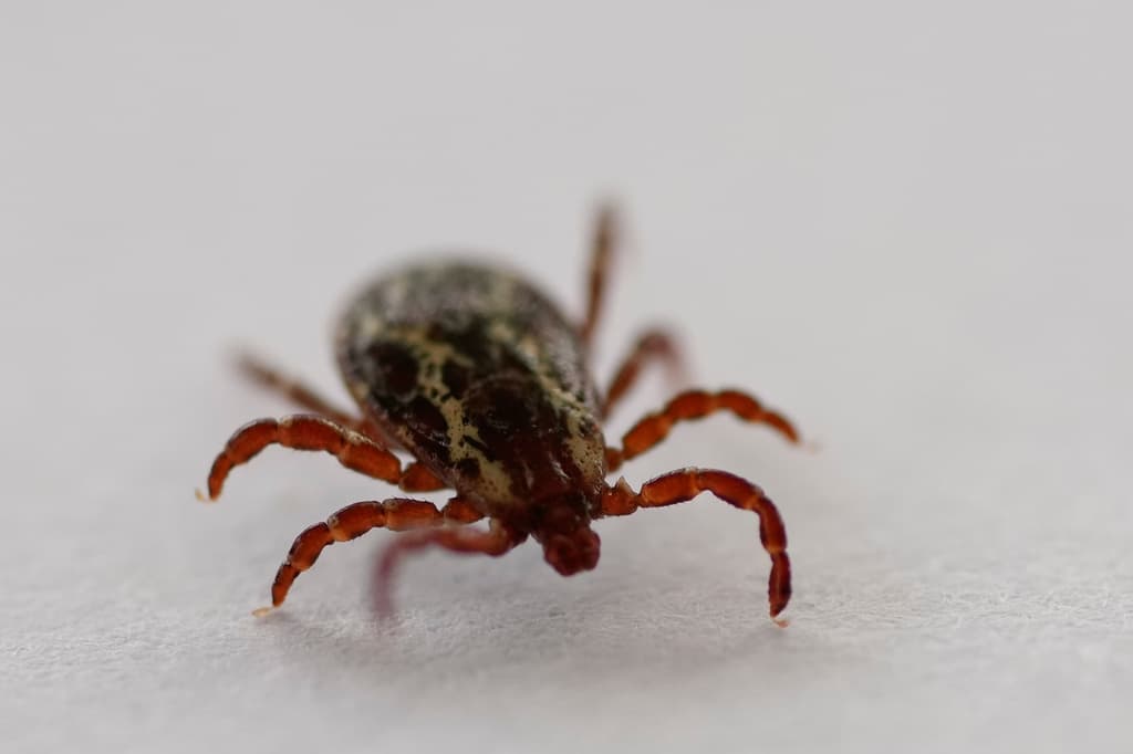 American Dog Tick