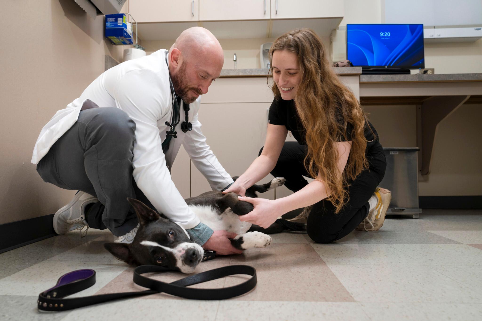 A look inside Colorado State University's veterinary program in Fort Collins.