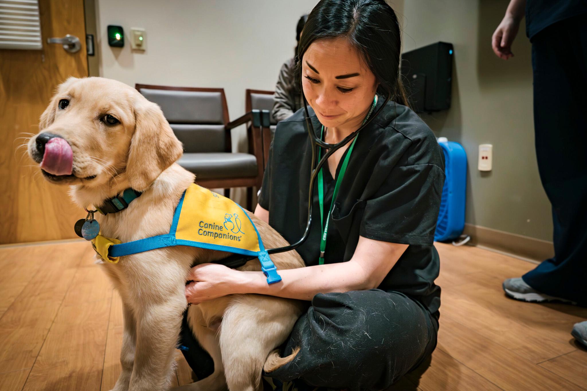 A look inside Colorado State University's veterinary program in Fort Collins.