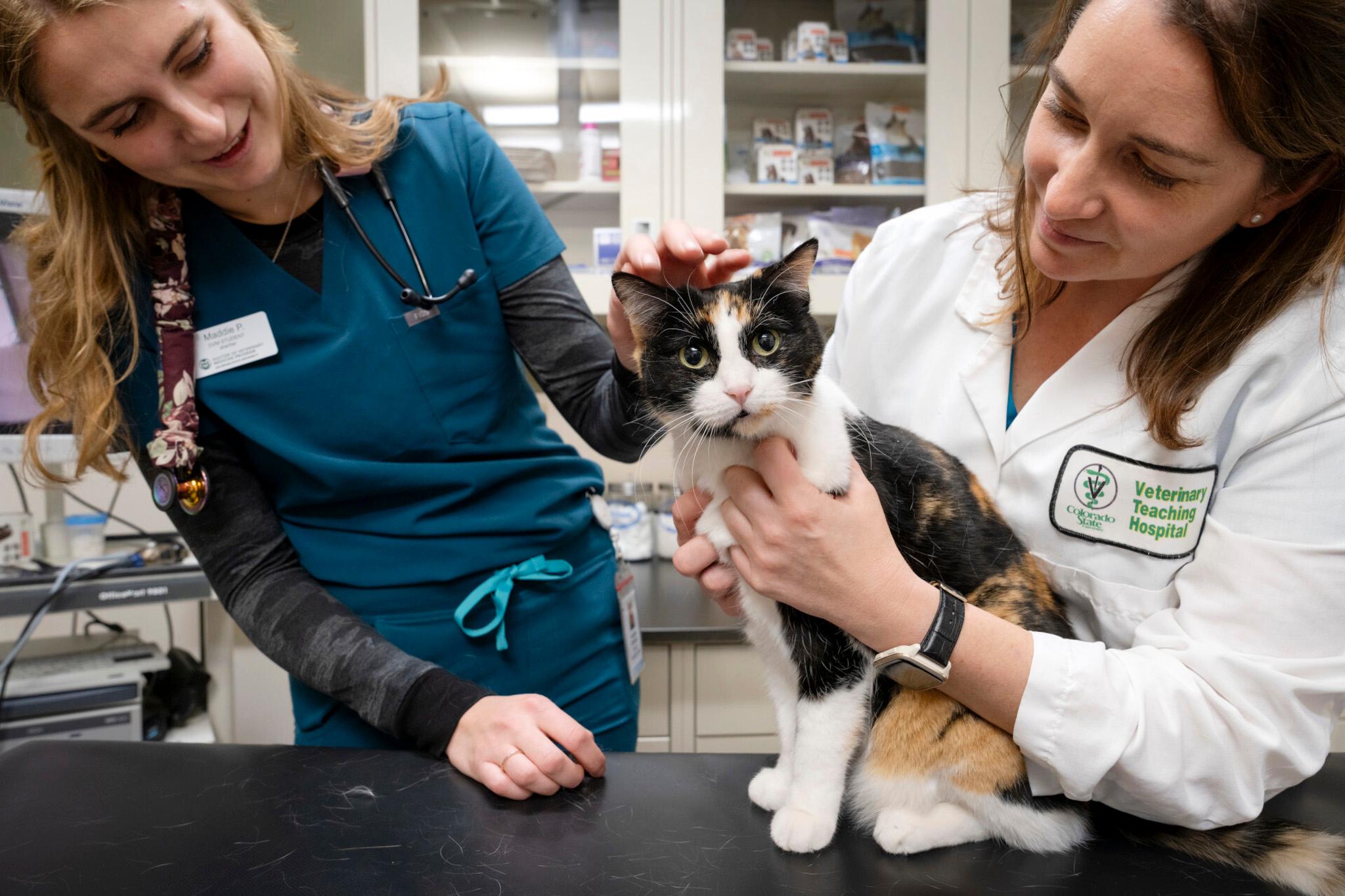 A look inside Colorado State University's veterinary program in Fort Collins.