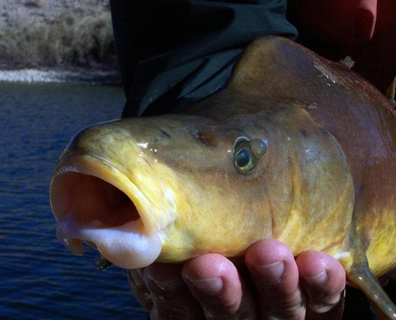 a fish with its mouth agape, held by a human hand